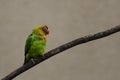 Rare black cheeked lovebird Agapornis nigrigenis is sitting on the branch with brown background