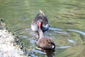 A rare black duck with a red beak and red eyes Royalty Free Stock Photo