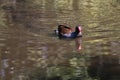 A rare black duck with a red beak and red eyes Royalty Free Stock Photo