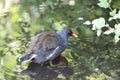 A rare black duck with a red beak and red eyes Royalty Free Stock Photo