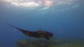 Rare Black Manta Ray & Graceful Large Mantaray Close Up In Peaceful Sunlit Sea