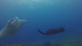 Rare Black Manta Ray & Graceful Large White Ray In Peaceful Sunlit Sea Playground