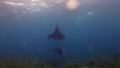 Rare Black Manta Ray & Graceful Large White Ray Swimming In Peaceful Sunlit Sea