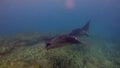 Rare Black Manta Ray & Graceful Large White Ray Together In Peaceful Sunlit Sea