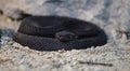 Rare Black Rattlesnake