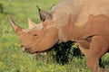 Rare Black Rhino Royalty Free Stock Photo