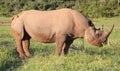 Rare Black Rhino with Hooked Lip Royalty Free Stock Photo