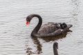 Rare black swan eating plastic waste in a lake