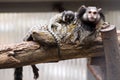 Rare Black-tufted marmoset Callithrix penicillata, female with young Royalty Free Stock Photo