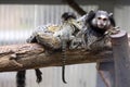 Rare Black-tufted marmoset Callithrix penicillata, female with young Royalty Free Stock Photo