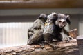 Rare Black-tufted marmoset Callithrix penicillata, female with young Royalty Free Stock Photo