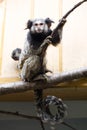 Rare Black-tufted marmoset Callithrix penicillata, female with young Royalty Free Stock Photo