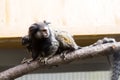 Rare Black-tufted marmoset Callithrix penicillata, female with young Royalty Free Stock Photo