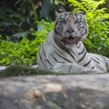 Rare Black and White Striped Adult Tiger