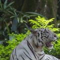 Rare Black and White Striped Adult Tiger