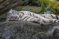 Rare Black and White Striped Adult Tiger