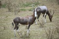 Rare Blesbok, Damaliscus dorcas phillipsi