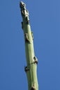 Rare bloom of large agave flower stalk