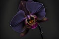 Rare blooming large purple velvet orchid of genus Big Lip phalaenopsis flowers isolated on dark black background. Neural Royalty Free Stock Photo