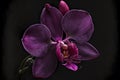 Rare blooming large purple velvet orchid of genus Big Lip phalaenopsis flowers isolated on dark black background. Neural Royalty Free Stock Photo