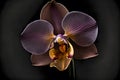 Rare blooming large purple velvet orchid of genus Big Lip phalaenopsis flowers isolated on dark black background. Neural Royalty Free Stock Photo