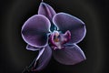 Rare blooming large purple velvet orchid of genus Big Lip phalaenopsis flowers isolated on dark black background. Neural Royalty Free Stock Photo