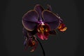 Rare blooming large purple velvet orchid of genus Big Lip phalaenopsis flowers isolated on dark black background. Neural Royalty Free Stock Photo