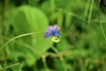 Rare blue butterfly on flower