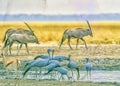 Namibia waterhole scene,photo art