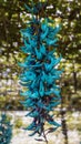 A rare blue hanging tropical flower, the Jade Vine or Strongylodon macrobotrys. Close-up of a Tayabak flower in the rain forest of Royalty Free Stock Photo