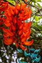 A rare blue hanging tropical flower, the Jade Vine or Strongylodon macrobotrys. Close-up of a Tayabak flower in the rain forest of Royalty Free Stock Photo