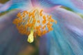 Rare blue himalayan poppy