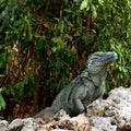 Rare Blue Iguana Cayman Islands Royalty Free Stock Photo