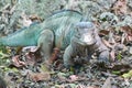 Rare Blue Iguana Grand Cayman Iguana Cyclura lewisi endangered species in its natural habitat Royalty Free Stock Photo