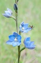 Rare Blue Sun Orchid and Visitor