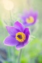 Rare blue wind flowers isolated on abstract blurred floral background