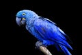 Hyacinth Macaw Royalty Free Stock Photo