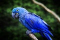 Hyacinth Macaw Royalty Free Stock Photo