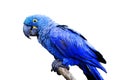 Hyacinth Macaw Royalty Free Stock Photo