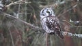 Rare Boreal Owl, Aegolius funereus from Canada