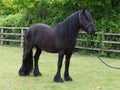 Rare Breed Dales Pony