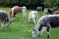 English Longhorn Cows