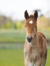 Rare Breed Foal Headshot