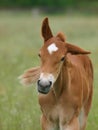 Rare Breed Foal