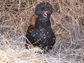 Rare Breed Hen Royalty Free Stock Photo