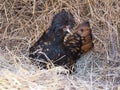 Rare Breed Hen Royalty Free Stock Photo