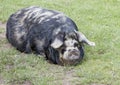 Rare breed Kunekune pig