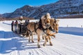 Rare breed of a Norwegian fjord horses on a sleigh ride