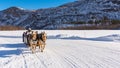 Rare breed of a Norwegian fjord horses on a sleigh ride