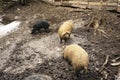 Mangalitsky, mangalitsa breed pig